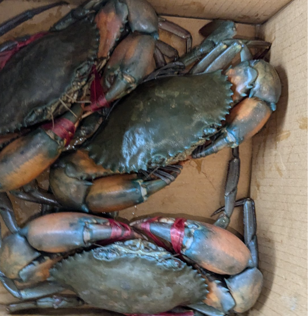 Crab Large କଙ୍କଡ଼ା (1kg)