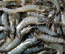Prawn Large ଚିଙ୍ଗୁଡ଼ି (1kg)