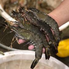 Prawn XX-Large ଚିଙ୍ଗୁଡ଼ି (1kg)