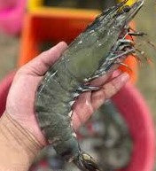 Prawn XXX-Large ଚିଙ୍ଗୁଡ଼ି (1kg)