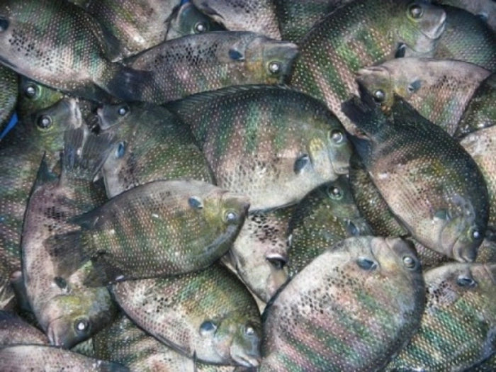 Kundala କୁଣ୍ଡଳ Big Size (1 kg)