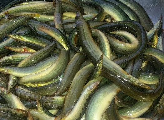 Todi ତୋଡ଼ି ମାଛ (1kg)