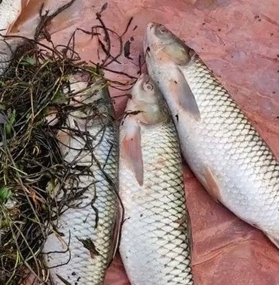 Mira ମିର ମାଛ  (1Kg)